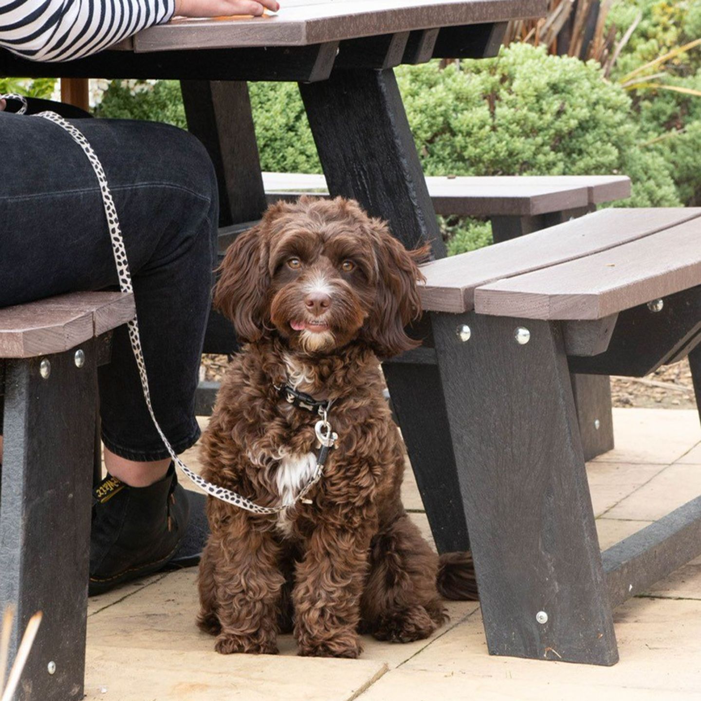 Your local dog friendly pub in Cheltenham